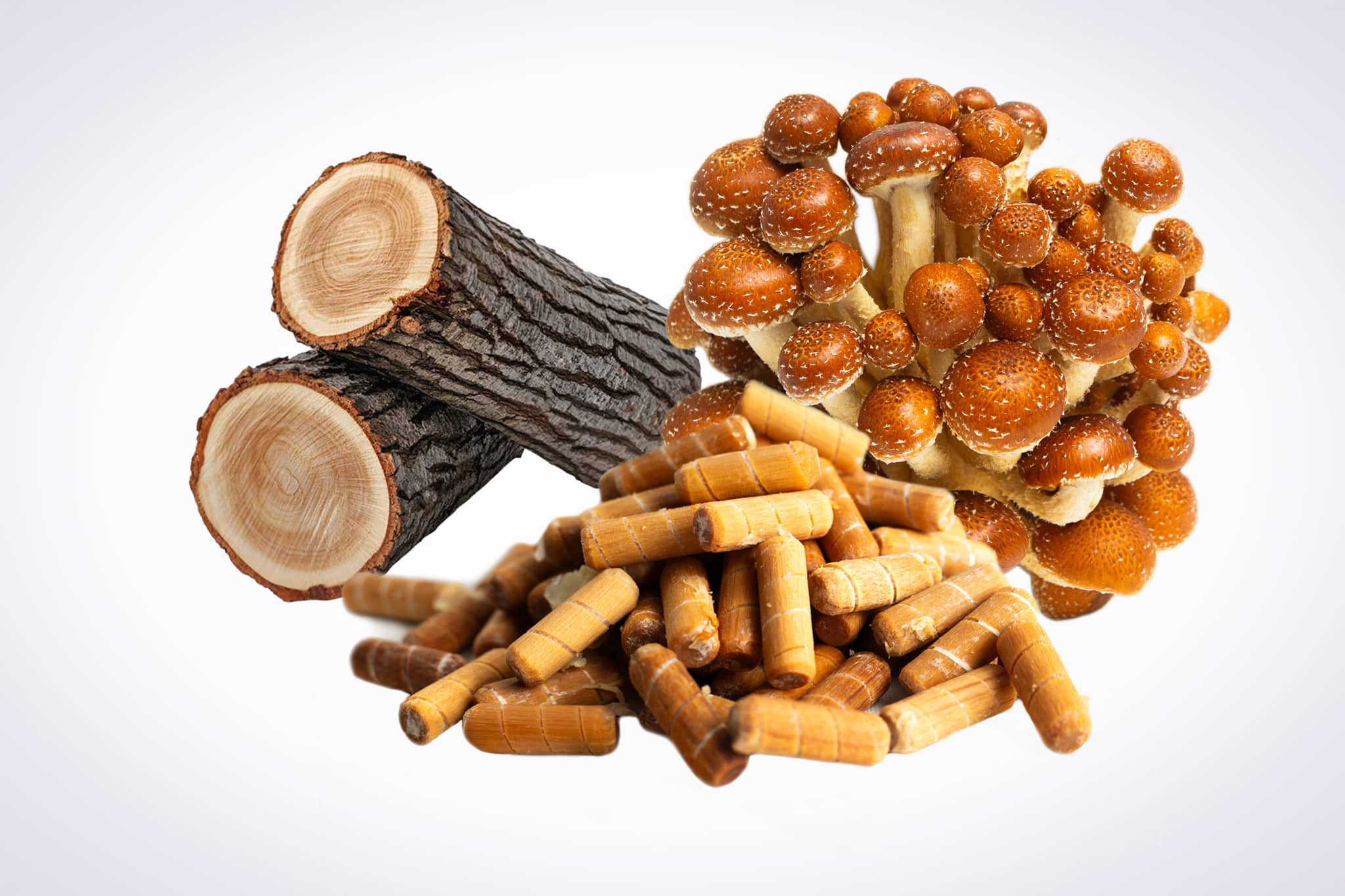 Log Dowel Mushroom Plug Spawn | Chestnut | Pholiota adiposa 1 Shiitake mushrooms, logs, and wood pellets arranged on a white background.