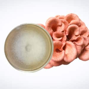 A petri dish with white fungal growth next to a cluster of pink oyster mushrooms on a white background.