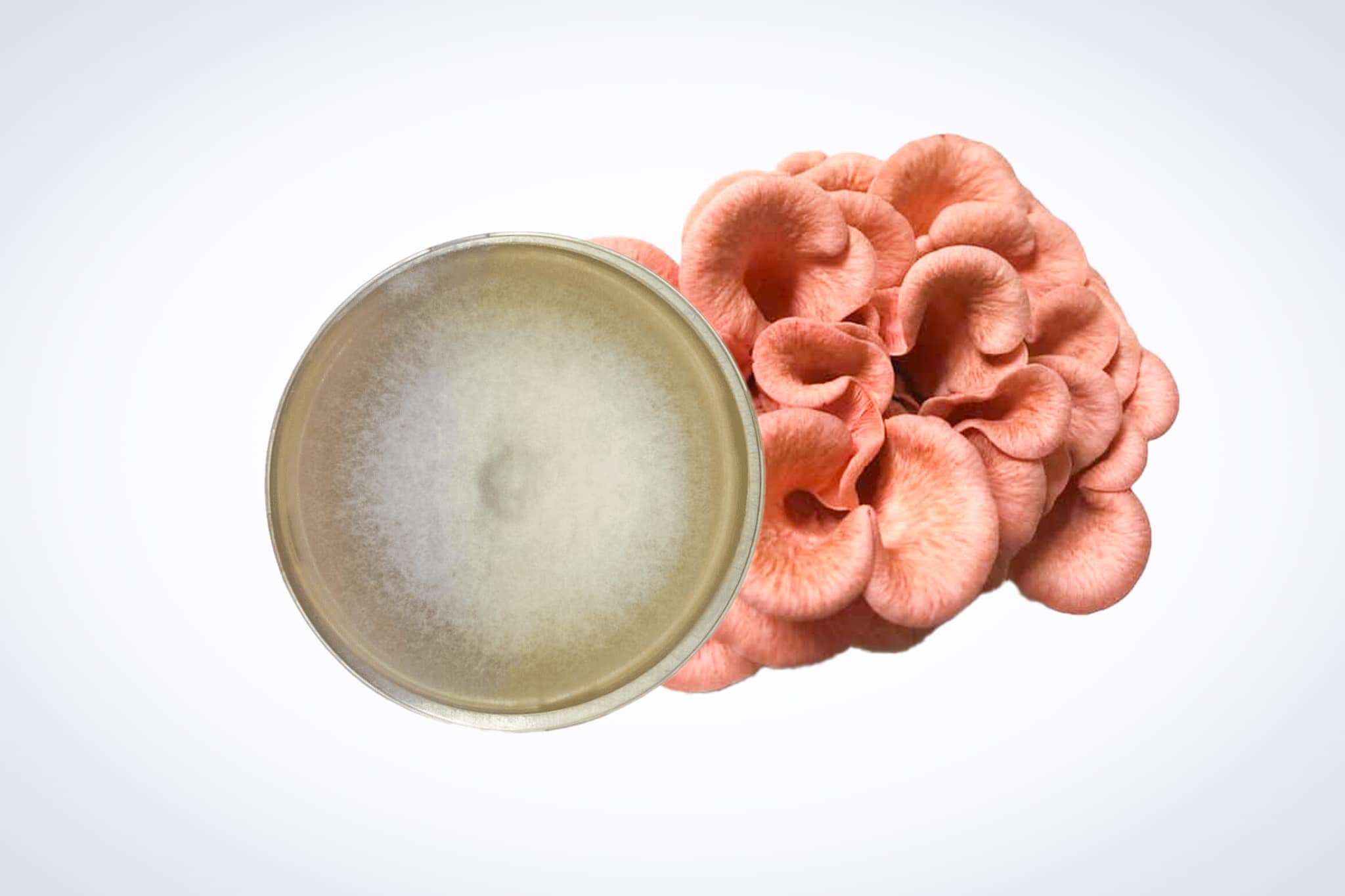 Colonized Mushroom Culture On Agar Plate | Pink Oyster | Pleurotus djamor 1 A petri dish with white fungal growth next to a cluster of pink oyster mushrooms on a white background.