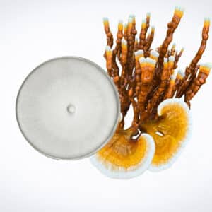 A petri dish next to two orange and white reishi mushrooms with brown stalks on a white background.