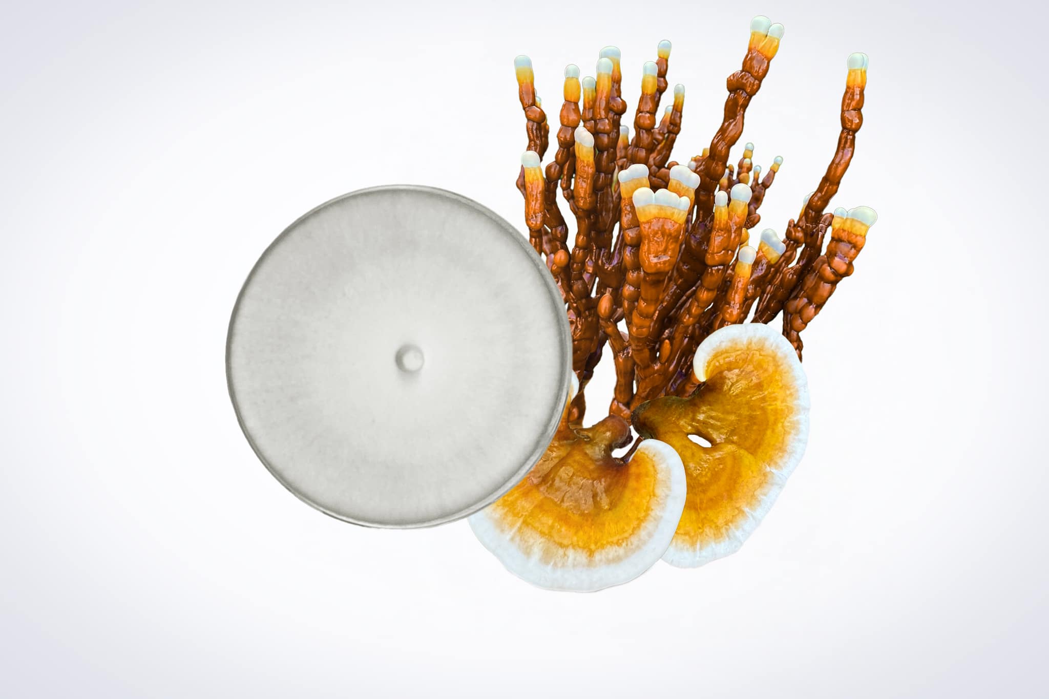 Colonized Mushroom Culture On Agar Plate | Reishi | Ganoderma steyaertanum 1 A petri dish next to two orange and white reishi mushrooms with brown stalks on a white background.