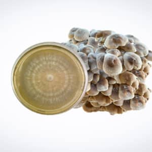 A cluster of mushrooms beside a petri dish with mycelium growth, isolated on a white background.
