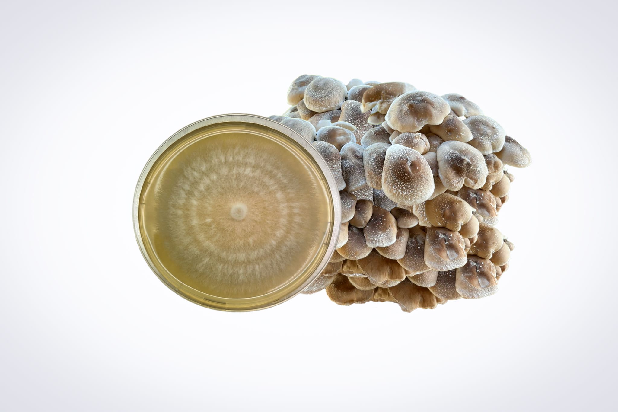 Colonized Mushroom Culture On Agar Plate | Shiitake – 3782 | Lentinula edodes 1 A cluster of mushrooms beside a petri dish with mycelium growth, isolated on a white background.