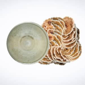 A petri dish with mould next to a cluster of turkey tail mushrooms on a white background.