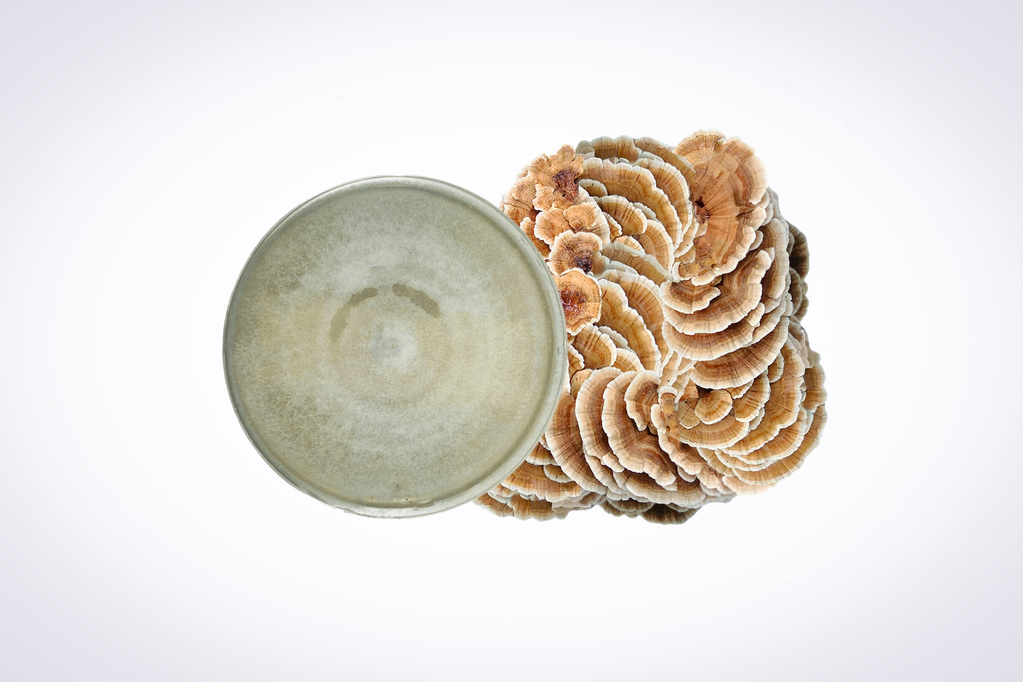 Colonized Mushroom Culture On Agar Plate | Turkey Tail | Trametes versicolor polyporale 1 A petri dish with mould next to a cluster of turkey tail mushrooms on a white background.