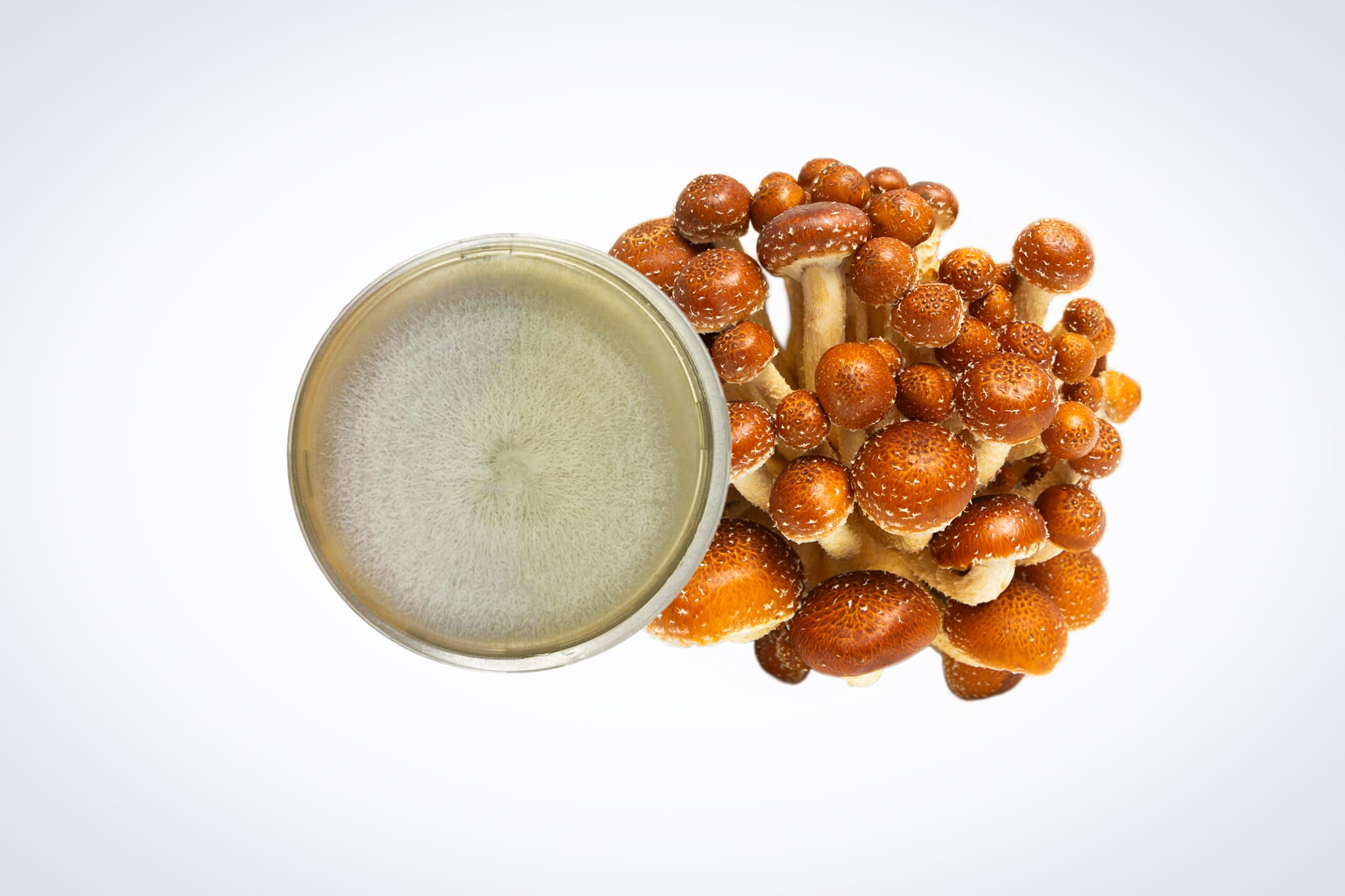 Colonized Mushroom Culture On Agar Plate | Chestnut | Pholiota adiposa 1 A cluster of brown mushrooms next to a petri dish with white fungal growth, on a white background.