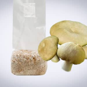 A plastic bag of mushroom spawn next to three fresh mushrooms on a light gradient background.