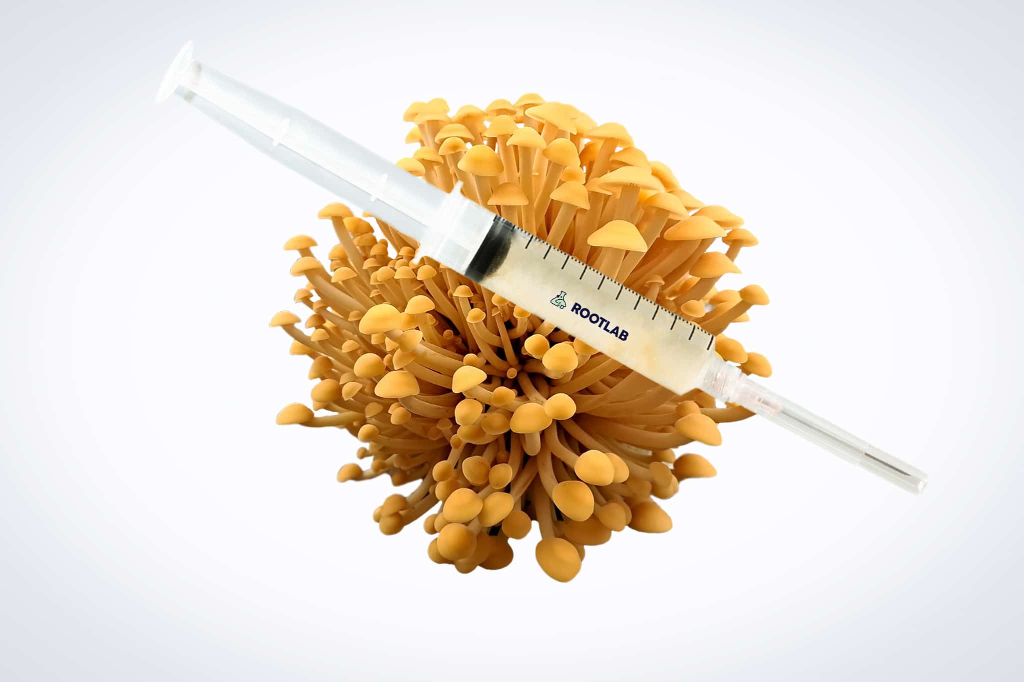 Mushroom Liquid Culture | Golden Enoki | Flammulina velutipes | Professional 1 A syringe filled with liquid rests on top of a cluster of yellow mushrooms against a white background.