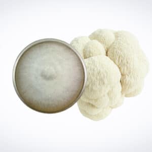 A top view of a petri dish with mycelium next to a lion's mane mushroom on a white background.