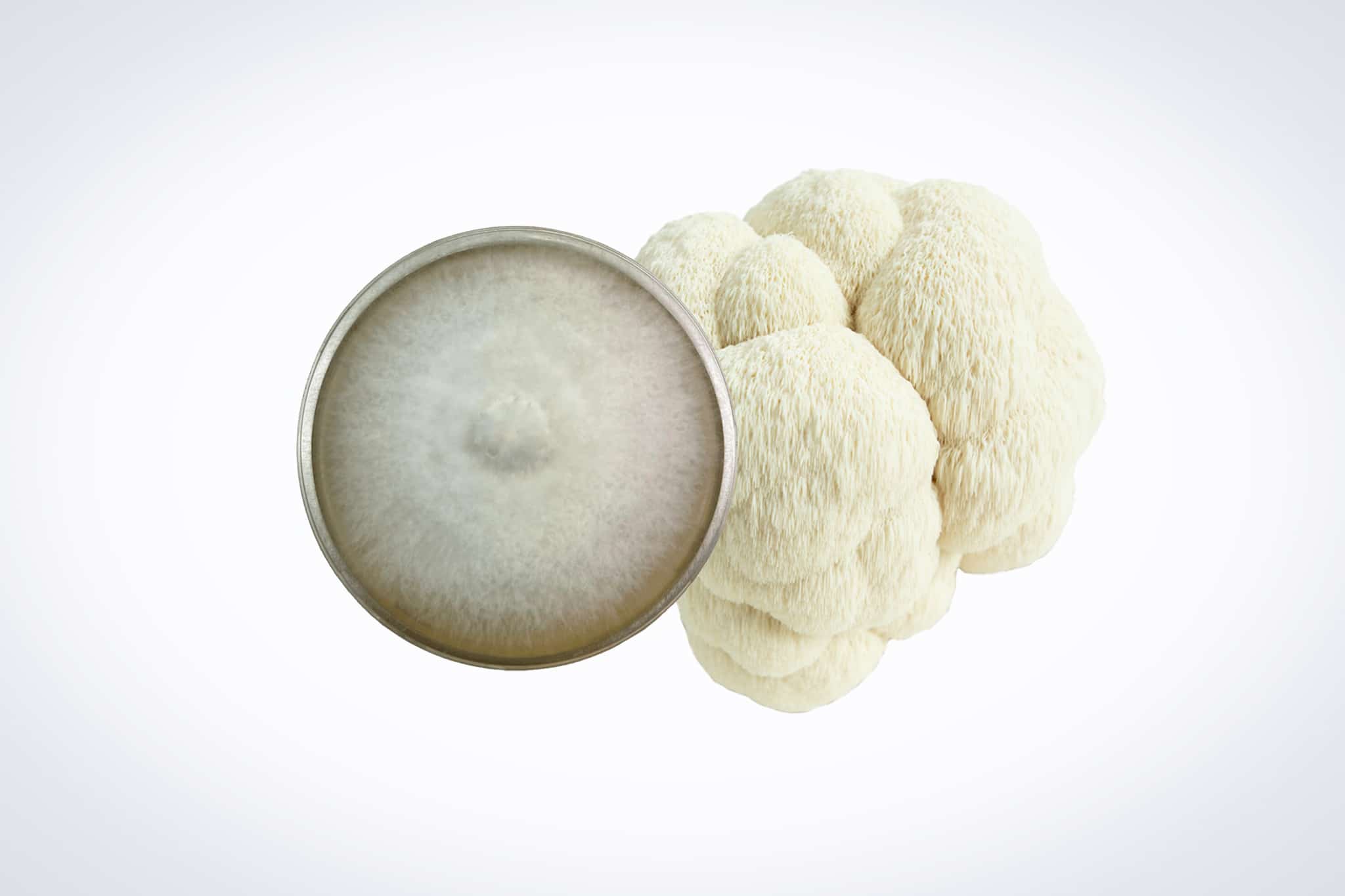 Colonized Mushroom Culture On Agar Plate | Lions Mane Pride | Hericium erinaceus 1 A top view of a petri dish with mycelium next to a lion's mane mushroom on a white background.