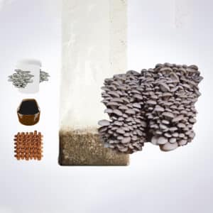 Oyster mushrooms growing from a substrate bag, with jars, petri dishes, agar plates, and wooden dowels nearby.
