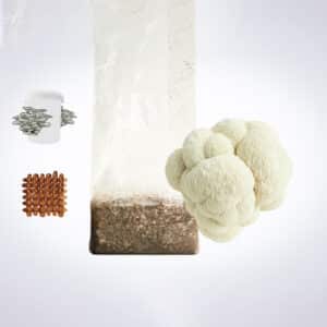 A lion’s mane mushroom, a growing kit bag, brown blocks, and a container with oyster mushrooms illustrated.
