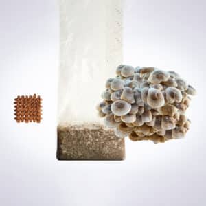 A cluster of mushrooms grows from a plastic bag of substrate, with brown capsules arranged in a grid nearby.