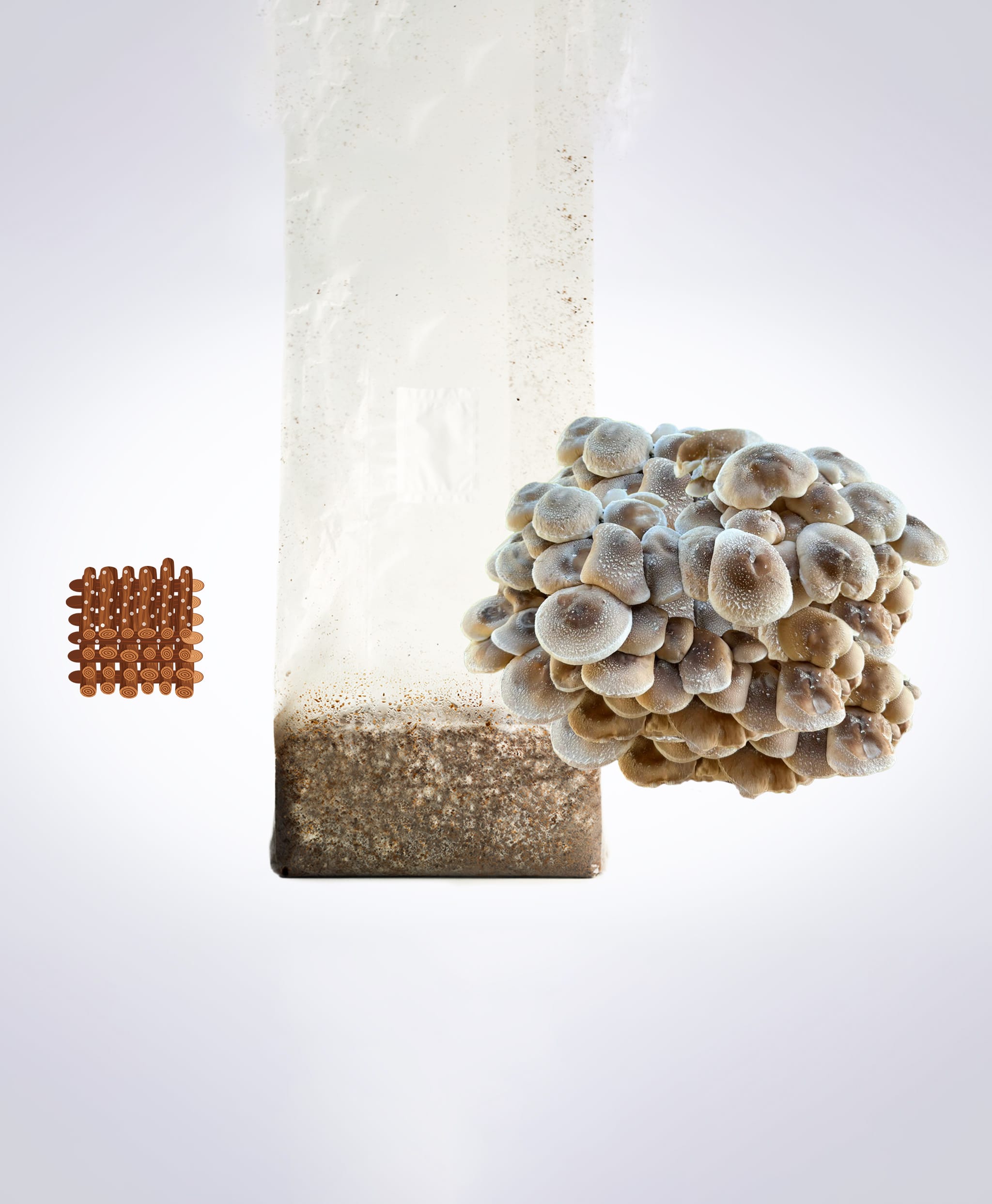 A cluster of mushrooms grows from a plastic bag of substrate, with brown capsules arranged in a grid nearby.