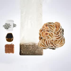 A cluster of mushrooms growing from a bag, with illustrations of coins, a jar, a basket, and wood to the left.