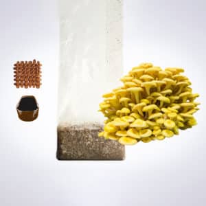 Yellow oyster mushrooms, a plastic grow bag with substrate, brown seeds, and a stack of black pots on a white background.