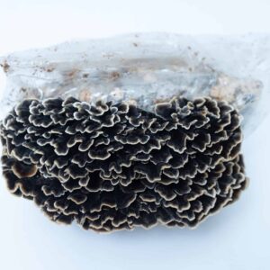 Black fungus mushroom growing from a clear plastic bag, against a plain white background.