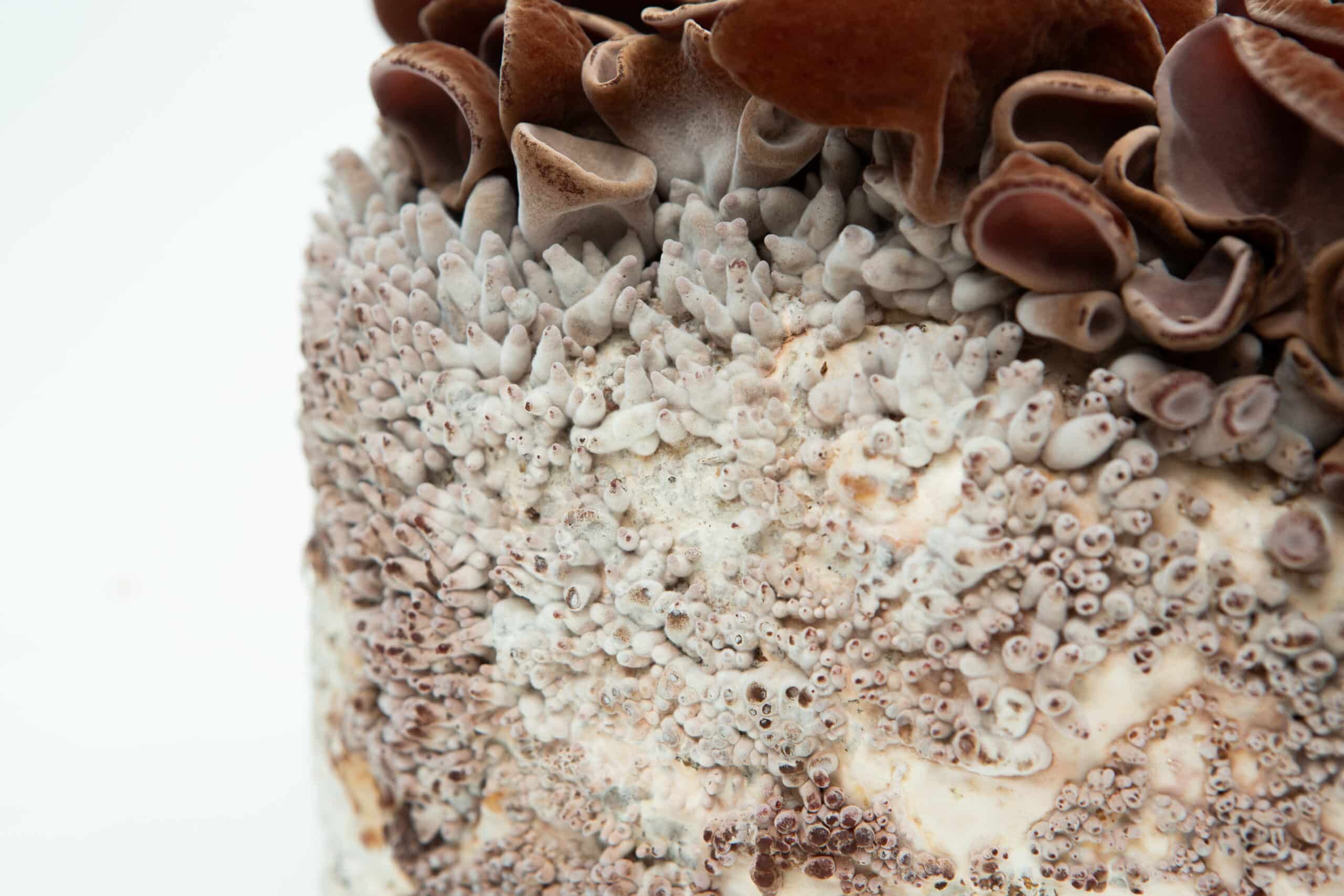 Sawdust spawn for mushroom log inoculation- 3kg | Wood Ear | Auricularia auricula-judae 3 Sawdust spawn for mushroom log inoculation- 3kg | Wood Ear | Auricularia auricula-judae - Image 3