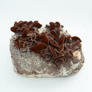 Brown wood ear mushrooms growing on a block of substrate against a white background.