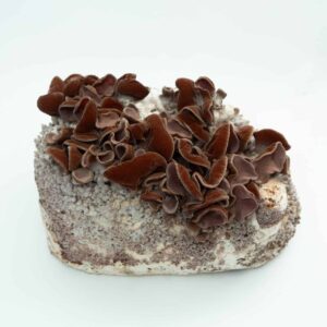Brown wood ear mushrooms growing on a block of substrate against a white background.