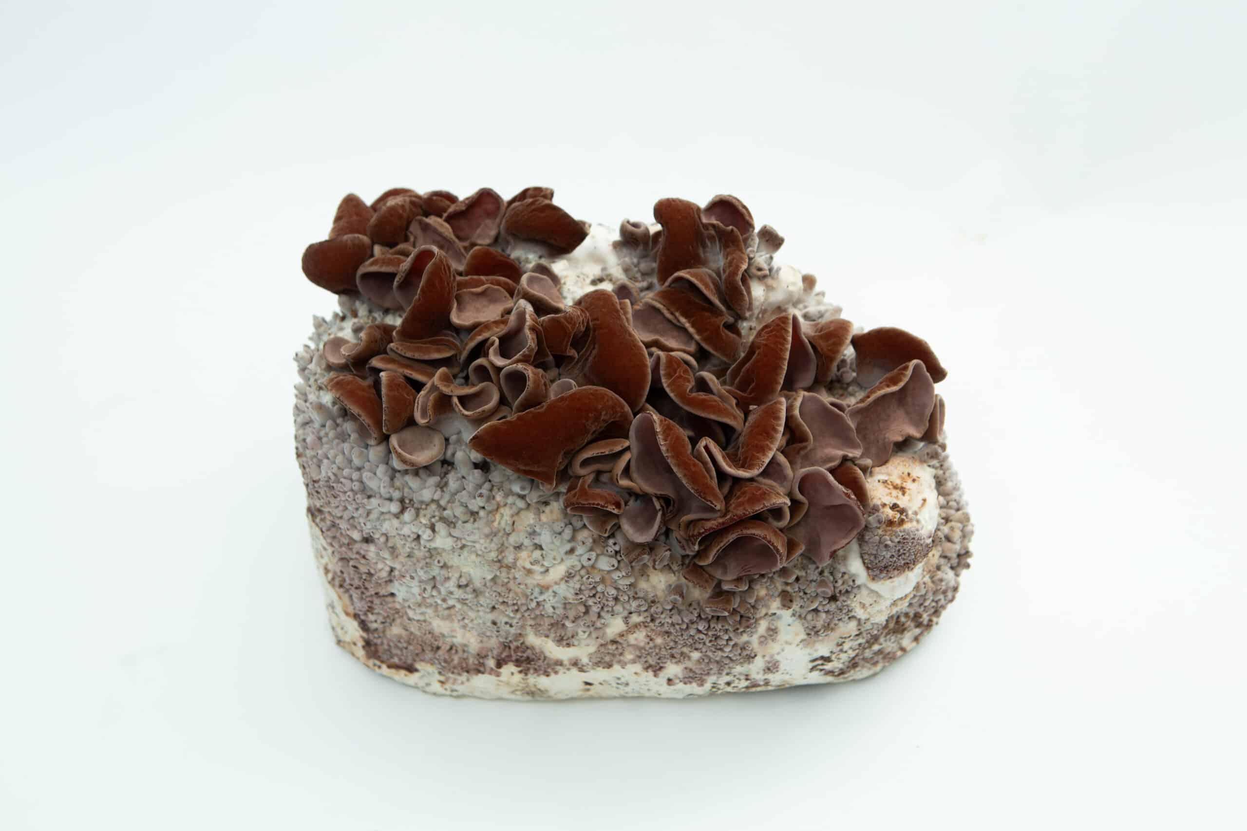 Sawdust spawn for mushroom log inoculation- 3kg | Wood Ear | Auricularia auricula-judae 1 Brown wood ear mushrooms growing on a block of substrate against a white background.