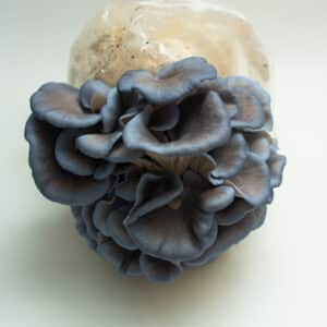 Cluster of blue oyster mushrooms growing from a plastic bag on a white background.