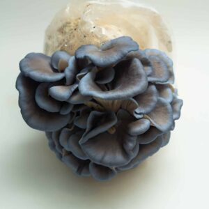 Cluster of blue oyster mushrooms growing from a plastic bag on a white background.