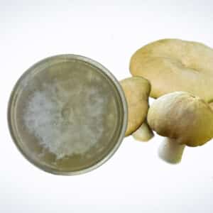 A petri dish with white mould next to three light brown mushrooms on a white background.