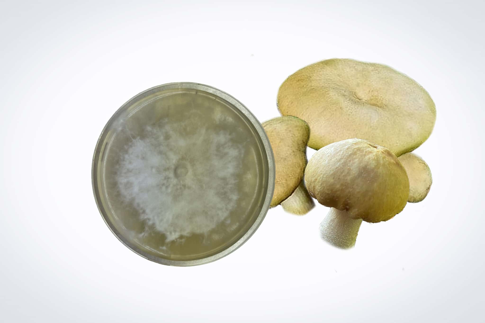 Colonized Mushroom Culture On Agar Plate of Golden Wine Cap (Stropharia rugosoannulata var. lutea) 1 A petri dish with white mould next to three light brown mushrooms on a white background.