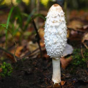 A tall white shaggy mushroom grows from the forest floor, surrounded by leaves, moss, and blurred greenery.