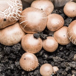 Mushroom Supplies in Sydney 19 Mushroom Liquid Culture | Brown Portobello | Agaricus bisporus var. hortensis