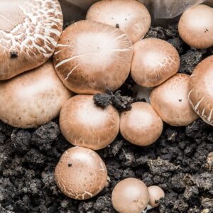 Mushroom Liquid Culture | Brown Portobello | Agaricus bisporus var. hortensis