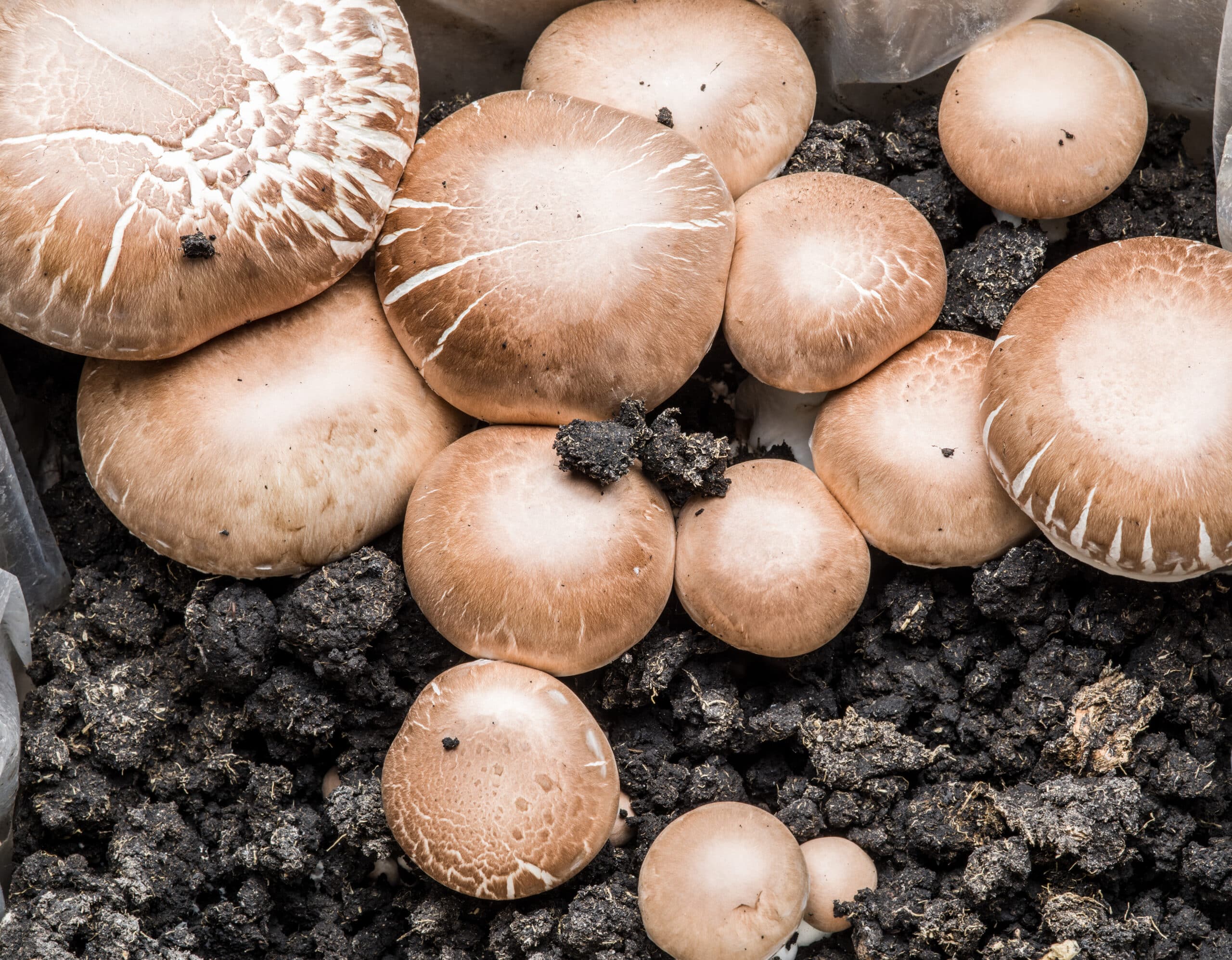 Mushroom Liquid Culture | Brown Portobello | Agaricus bisporus var. hortensis 1 Mushroom Liquid Culture | Brown Portobello | Agaricus bisporus var. hortensis