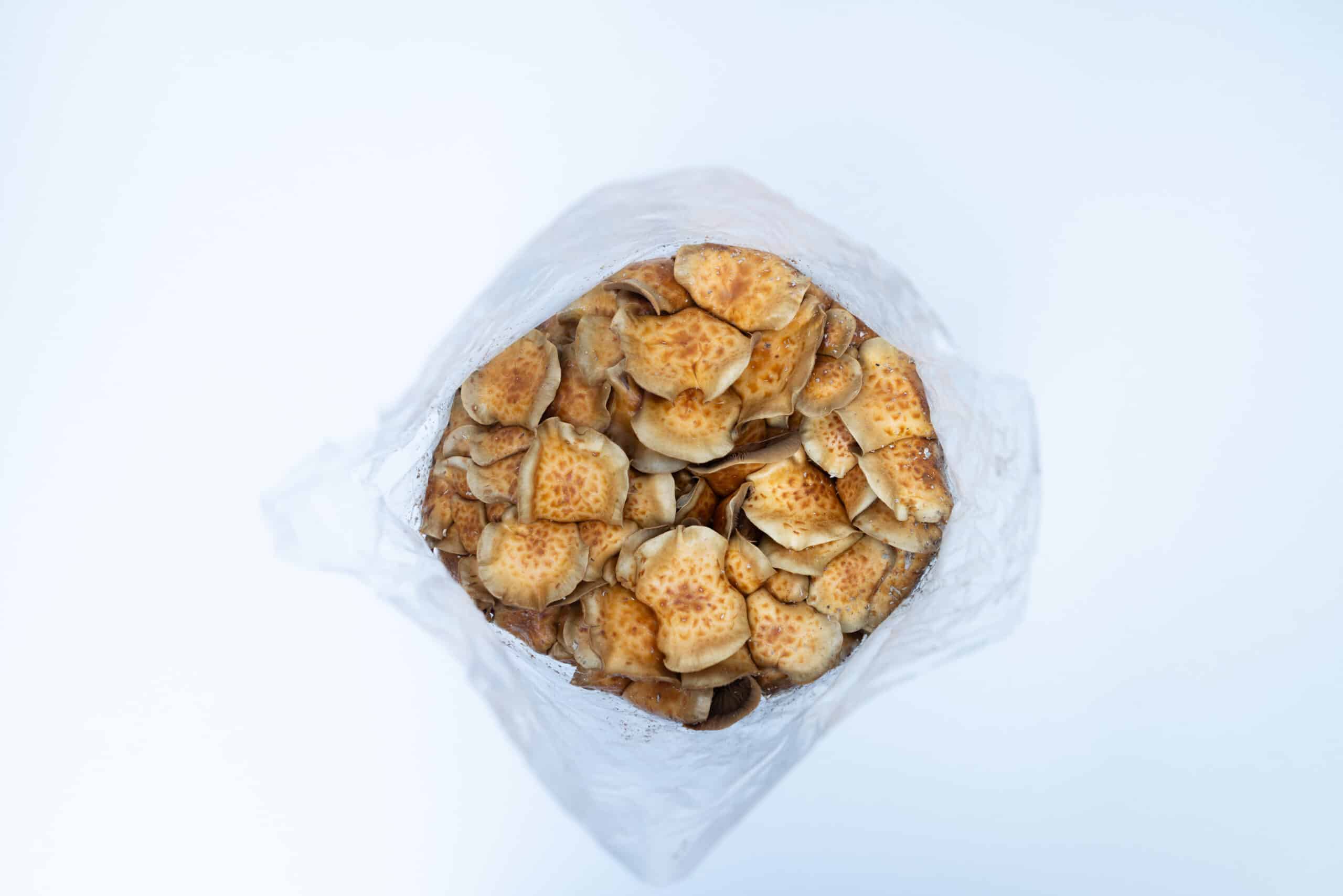 Log Dowel Mushroom Plug Spawn | Nameko | Pholiota microspora 7 A plastic bag filled with small, round pieces of toasted bread seen from above on a white background.