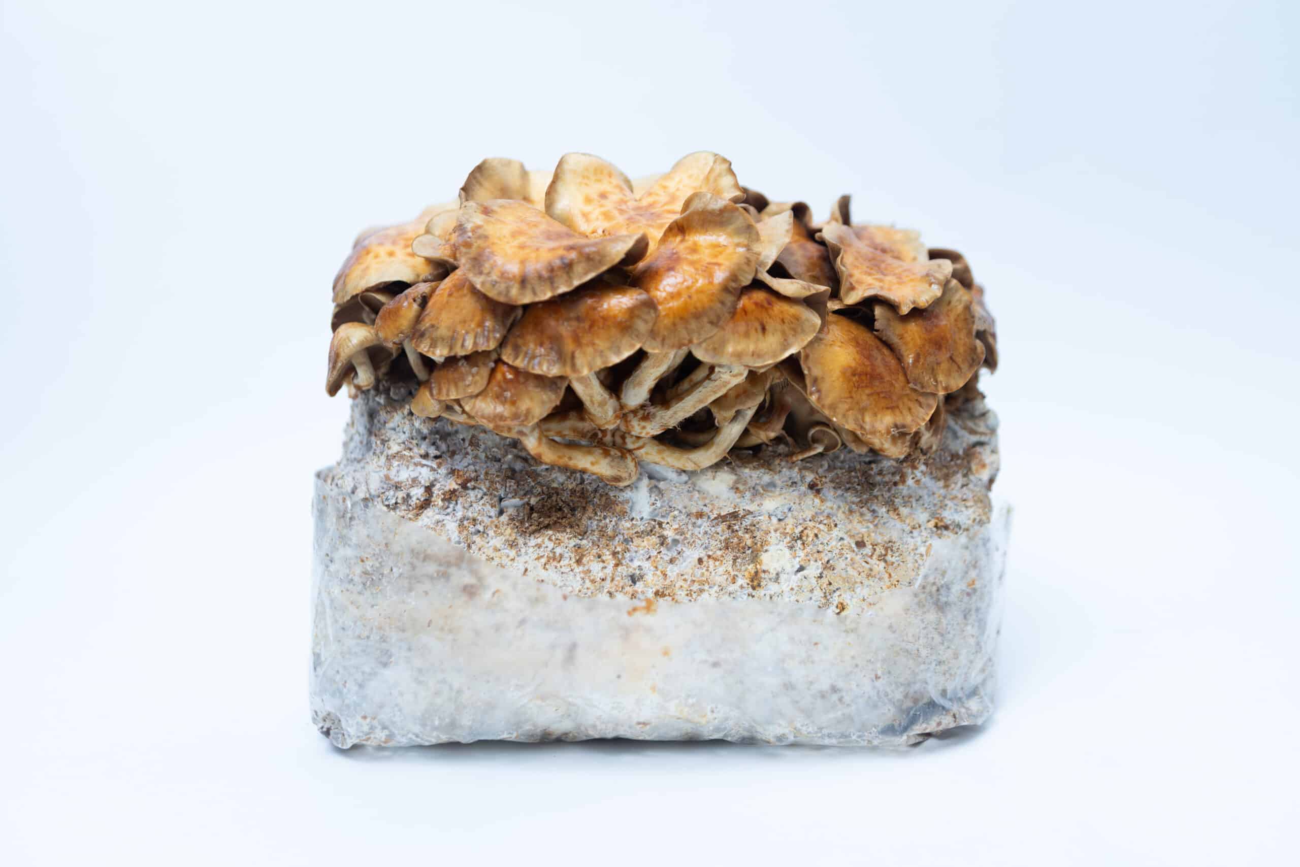 Log Dowel Mushroom Plug Spawn | Nameko | Pholiota microspora 5 Cluster of brown mushrooms growing from a rectangular white block against a plain white background.