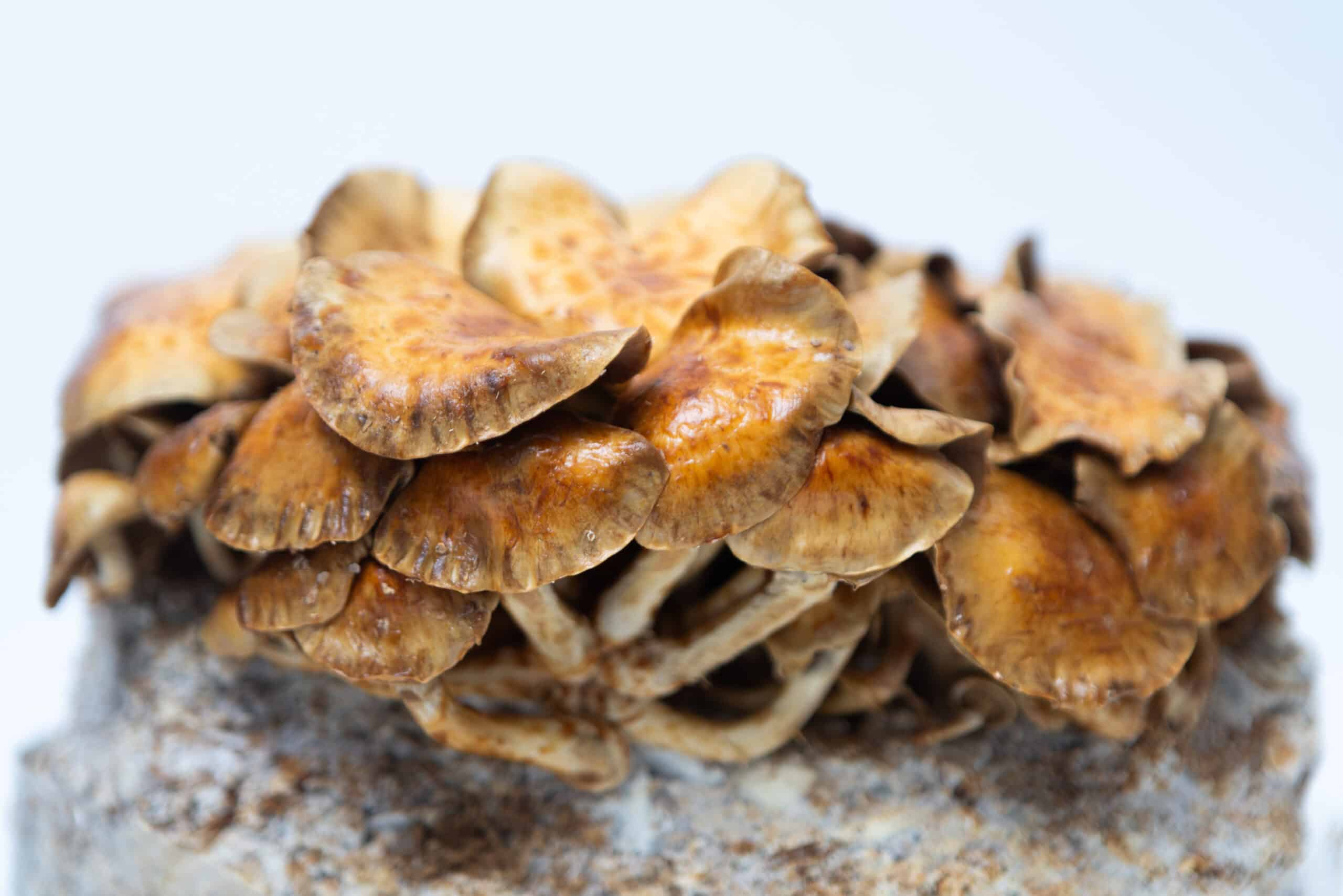 Log Dowel Mushroom Plug Spawn | Nameko | Pholiota microspora 6 Log Dowel Mushroom Plug Spawn | Nameko | Pholiota microspora - Image 6