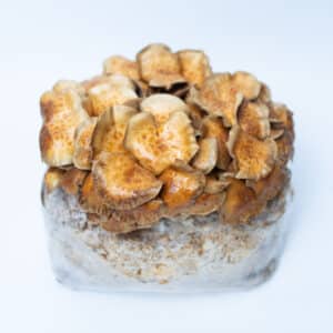 Brown mushrooms growing from a rectangular block of substrate, set against a plain white background.