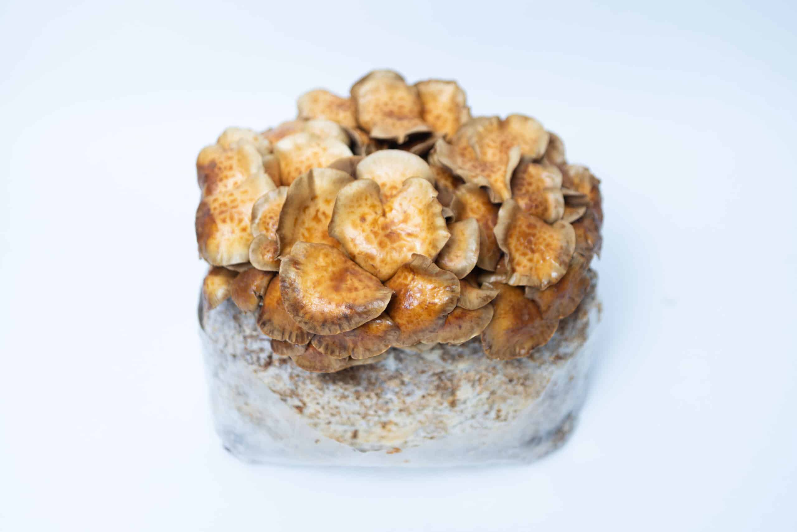 Log Dowel Mushroom Plug Spawn | Nameko | Pholiota microspora 1 Brown mushrooms growing from a rectangular block of substrate, set against a plain white background.