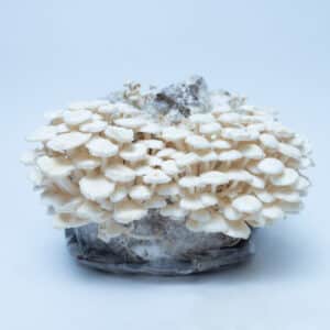 Enoki Mushroom Growing Kit | Inject & Grow