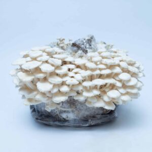 Enoki Mushroom Growing Kit | Inject & Grow
