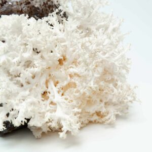 White coral-like mushroom growing from a plastic bag with soil, against a plain white background.