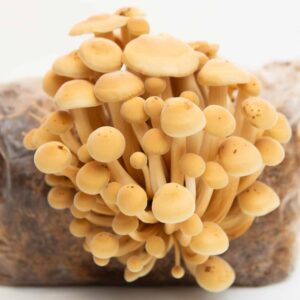 Cluster of yellow mushrooms growing from a plastic bag filled with substrate on a white background.