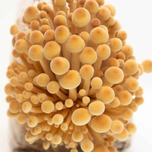 Close-up of clustered enoki mushrooms with light brown caps and long stems against a white background.