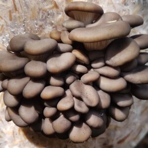 Canberra 12 A cluster of grey oyster mushrooms growing on a straw-filled substrate with a blurred green background.