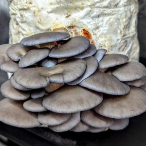 Canberra 13 Cluster of grey oyster mushrooms growing on a substrate block, viewed from the side.