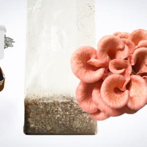Pink oyster mushrooms grow from a substrate bag; icons show a growing kit and a tray with soil.