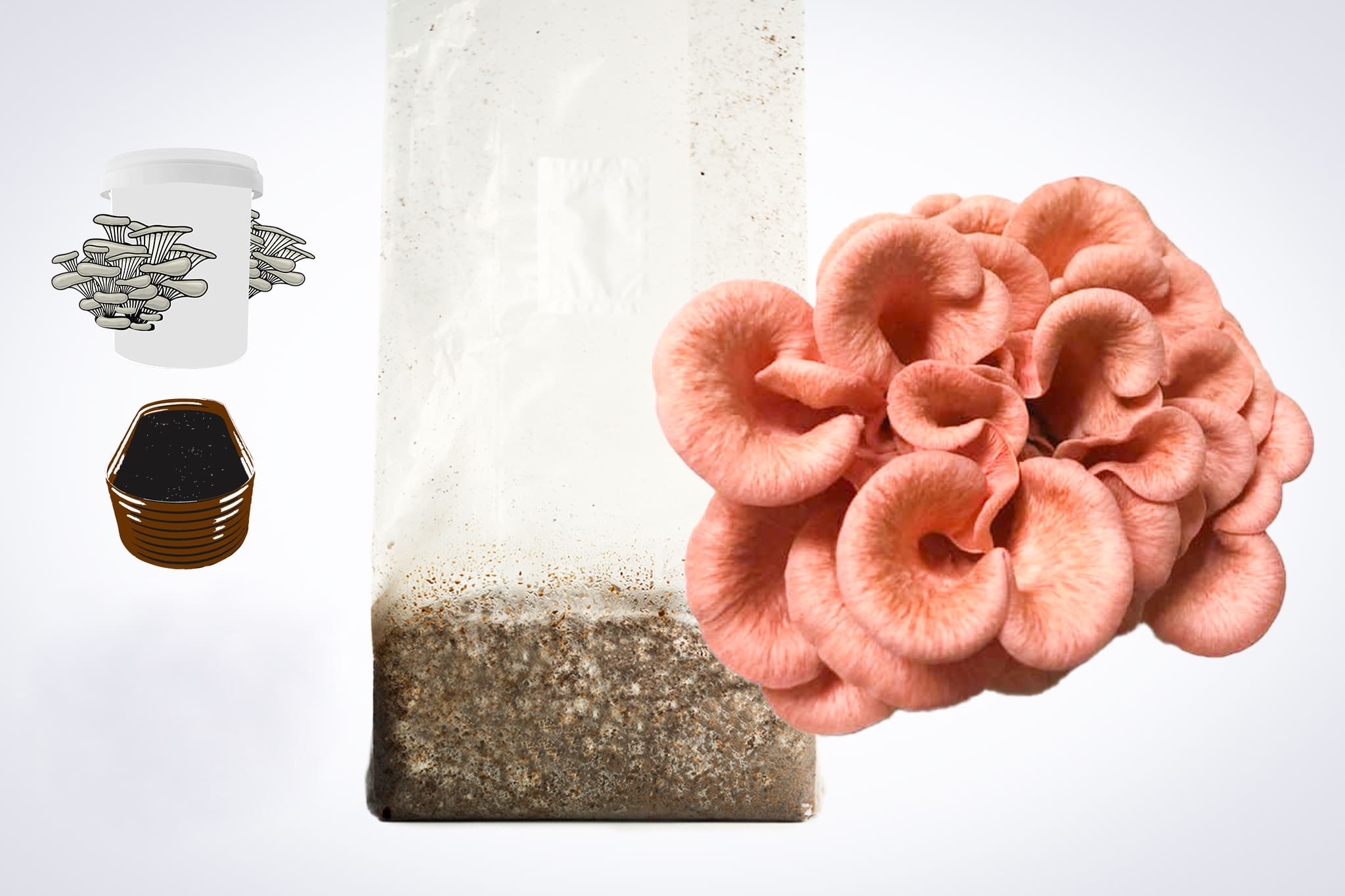 Sawdust spawn for mushroom Garden bed and bucket- 3kg | Pink Oyster | Pleurotus djamor 1 Pink oyster mushrooms grow from a substrate bag; icons show a growing kit and a tray with soil.