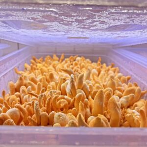Close-up of yellow-orange mushrooms growing densely inside a clear plastic container with a wet lid above.