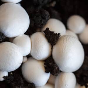 Close-up of white mushrooms growing in dark soil.